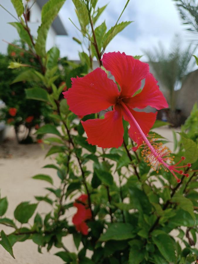 Vilas Na Areia Aparthotel Sal Rei Exterior foto
